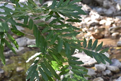 Thouinidium decandrum