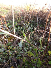 Leucanthemum vulgare