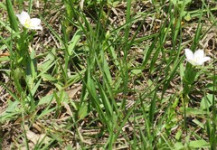 Sabatia campestris