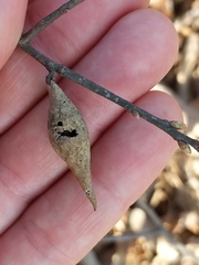 Amphibolips quercusilicifoliae