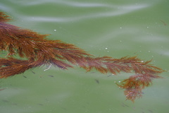 Sargassum thunbergii