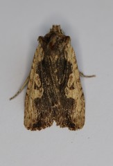 Lithophane hemina