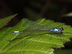 Zoniagrion exclamationis