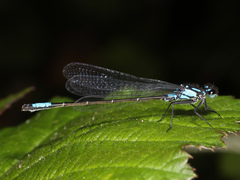 Zoniagrion exclamationis
