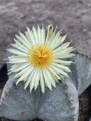 Astrophytum