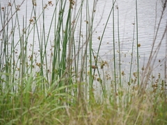 Acrocephalus australis