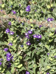 Scutellaria potosina