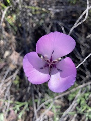 Calochortus splendens