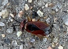 Isthmocoris imperialis