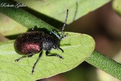 Freudeita cupripennis