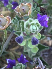 Scutellaria potosina