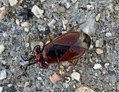 Isthmocoris imperialis