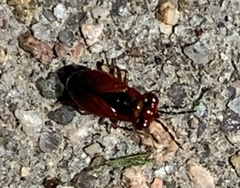 Isthmocoris imperialis