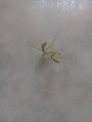 Stagmatoptera femoralis