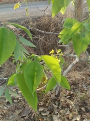 Cassia fistula