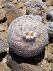 Epithelantha