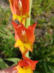 Gladiolus dalenii