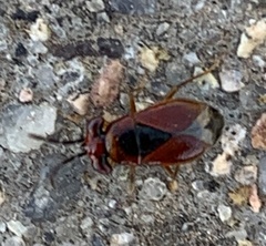 Isthmocoris imperialis