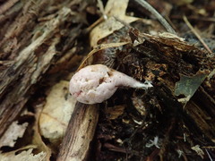 Phallogaster saccatus