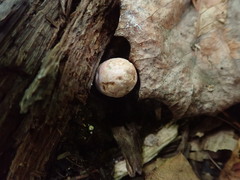 Phallogaster saccatus