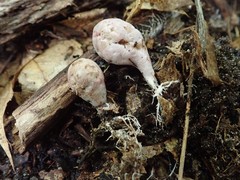 Phallogaster saccatus