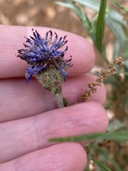 Centaurea cyanus
