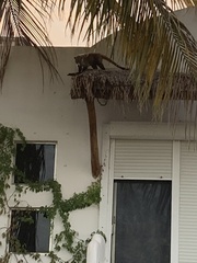 Nasua narica yucatanica