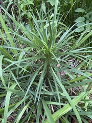 Lilium philippinense