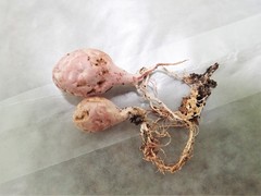 Phallogaster saccatus