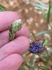 Centaurea cyanus