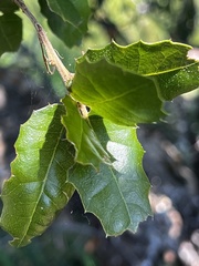 Quercus parvula
