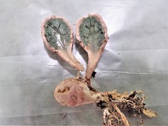 Phallogaster saccatus