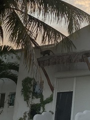 Nasua narica yucatanica