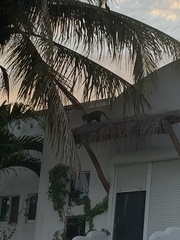 Nasua narica yucatanica