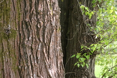 Populus trichocarpa