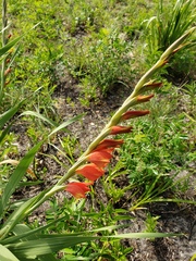 Gladiolus dalenii