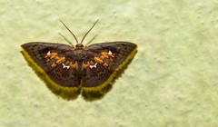 Tricentra angulisigna