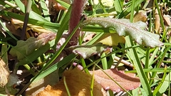 Senecio vulgaris