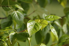Populus trichocarpa