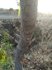 Cassia fistula