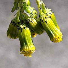 Senecio vulgaris