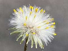 Senecio vulgaris