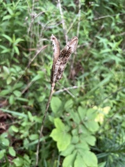Lilium philippinense