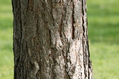 Pinus nigra