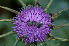 Oxythyrea noemi