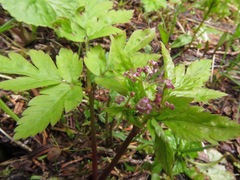 Osmorhiza purpurea