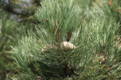 Pinus nigra