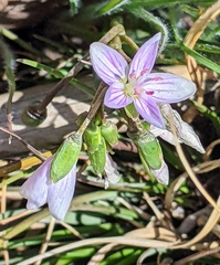 Claytonia rosea