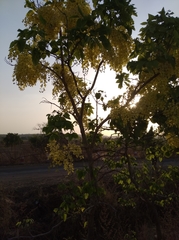 Cassia fistula