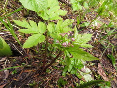 Osmorhiza purpurea